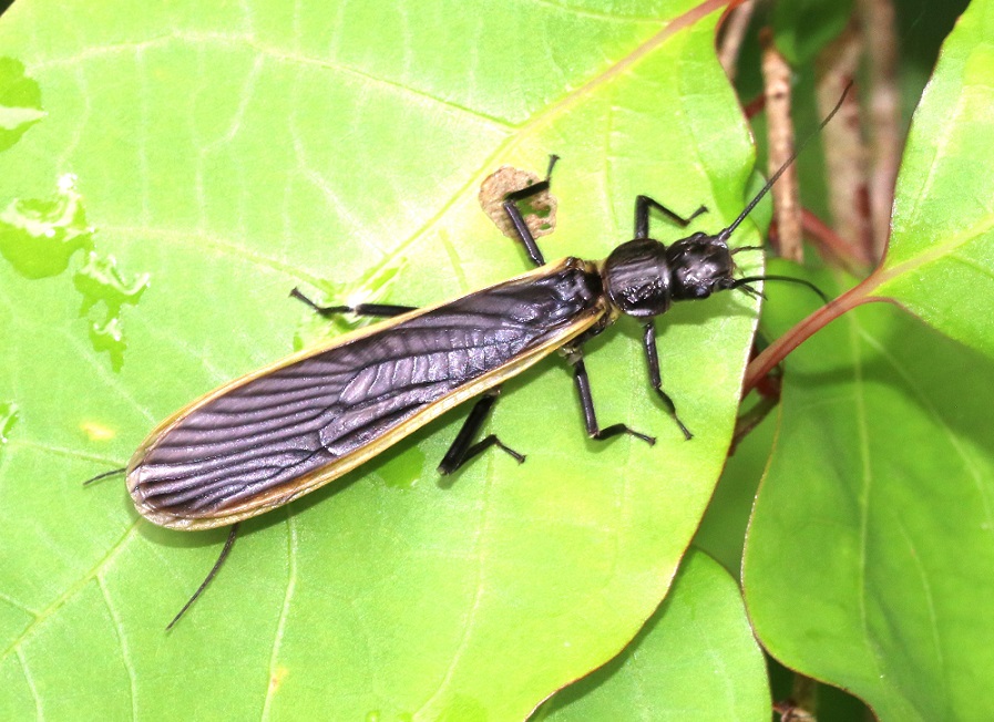 キベリトウゴウカワゲラ【No.2396】
