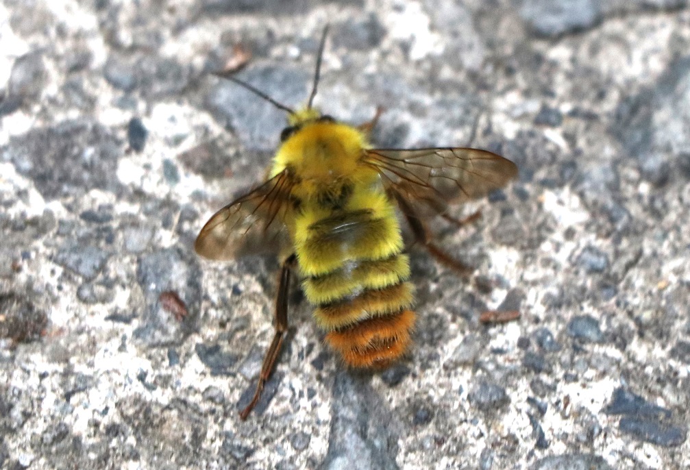 コマルハナバチ【No.2154】