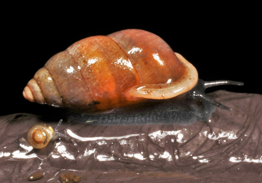 アズキガイ【No.2155】