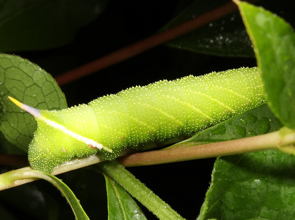 コウチスズメ【No.2157】