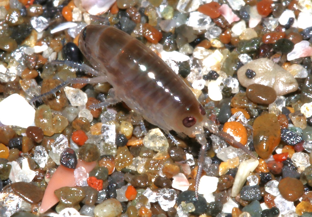 ヒメハマトビムシの一種【No.2158】