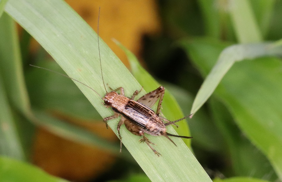 シバスズ【No.1956】