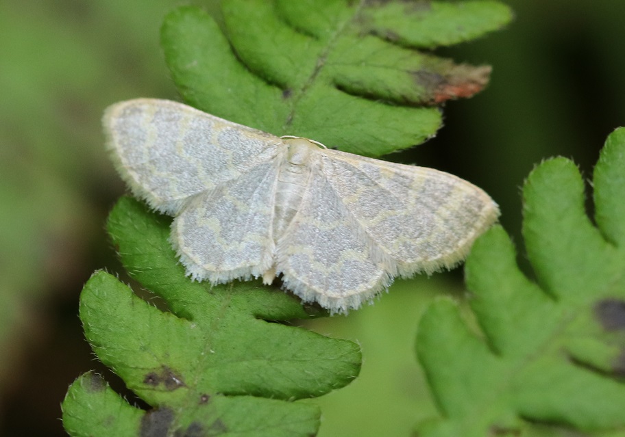 ホソスジキヒメシャク【No.1877】