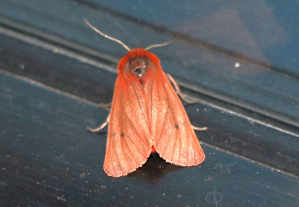 アマヒトリ【No.1880】