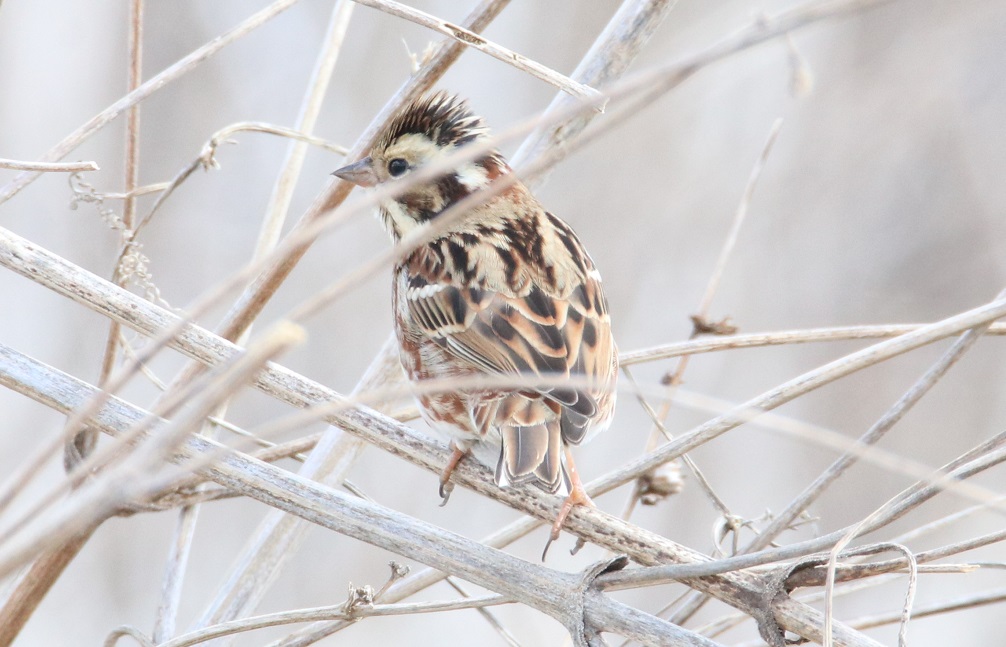 カシラダカ【No.2015】　Emberiza rustica
