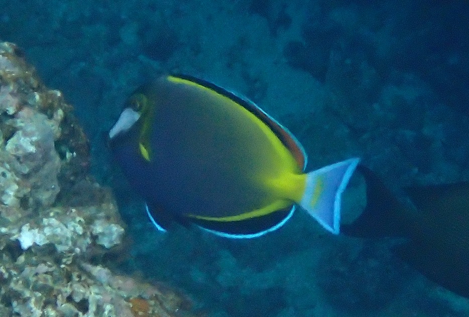 ナミダクロハギ【No.2017】　Acanthurus japonicus