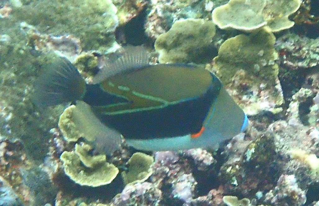 タスキモンガラ【No.2018】　Rhinecanthus rectangulus