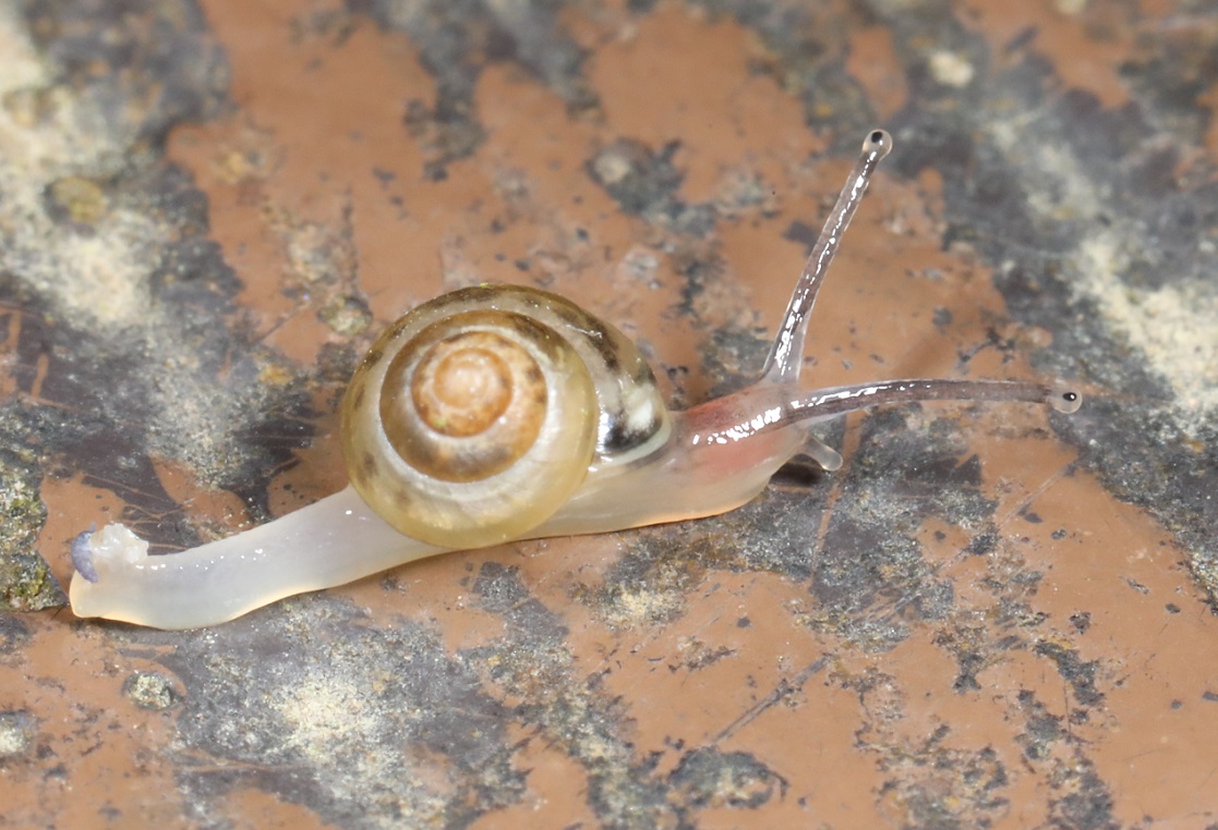 マルシタラガイ【No.2059】　Parasitala reinhardti