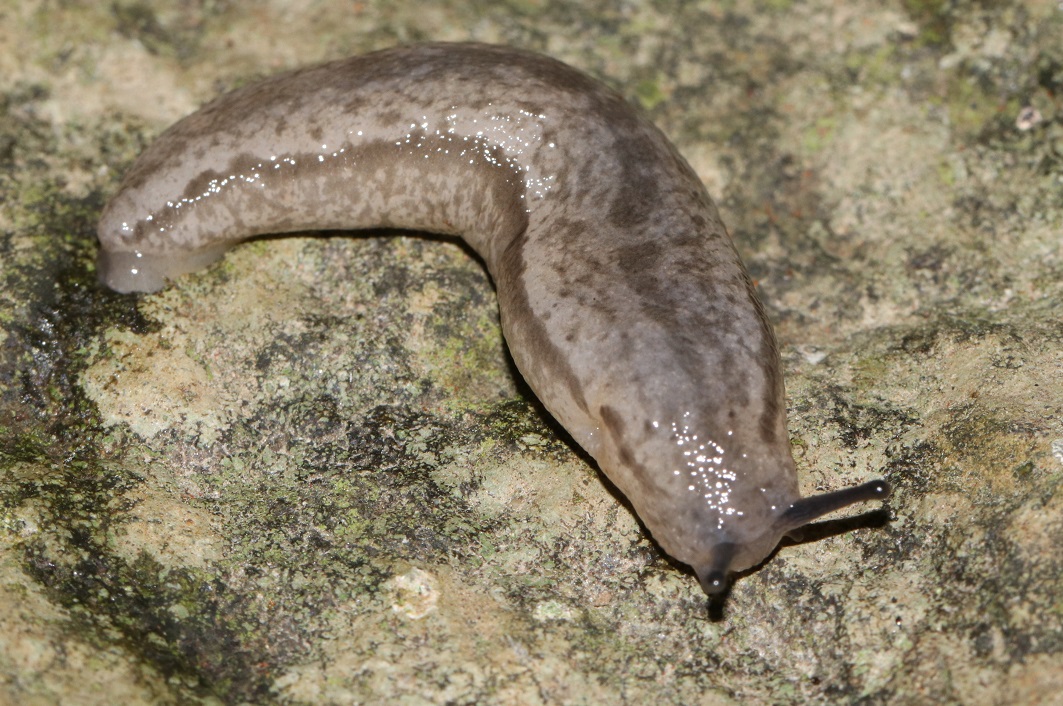 フタスジナメクジ【No.2132】　Meghimatium bilineatum