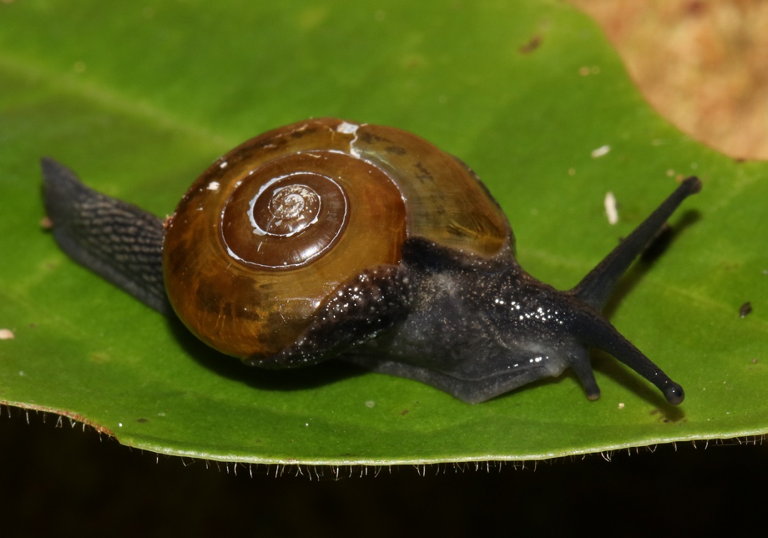 ベッコウマイマイ【No.2255】　Bekkochlamys perfragilis