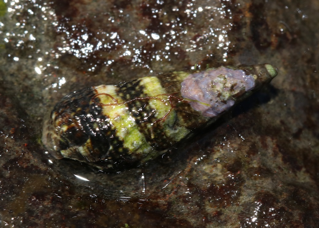 ホソウミニナ【No.2521】　Batillaria attramentaria
