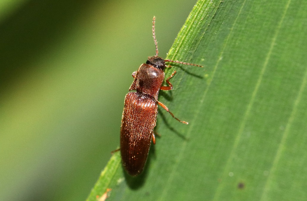 キバネツヤハダコメツキ【No.1904】