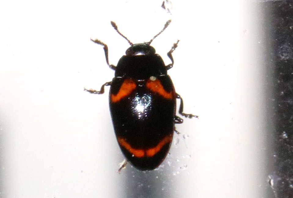 カタモンオオキノコ【No.1926】