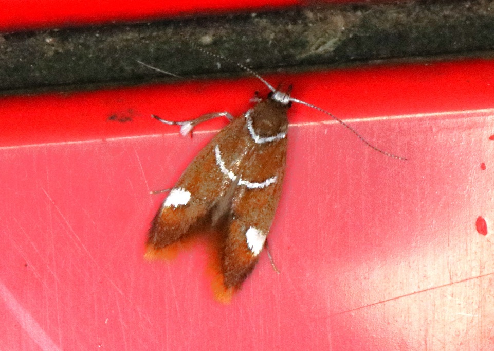 アカガネマルハキバガ【No.1927】　Promalactis akaganea