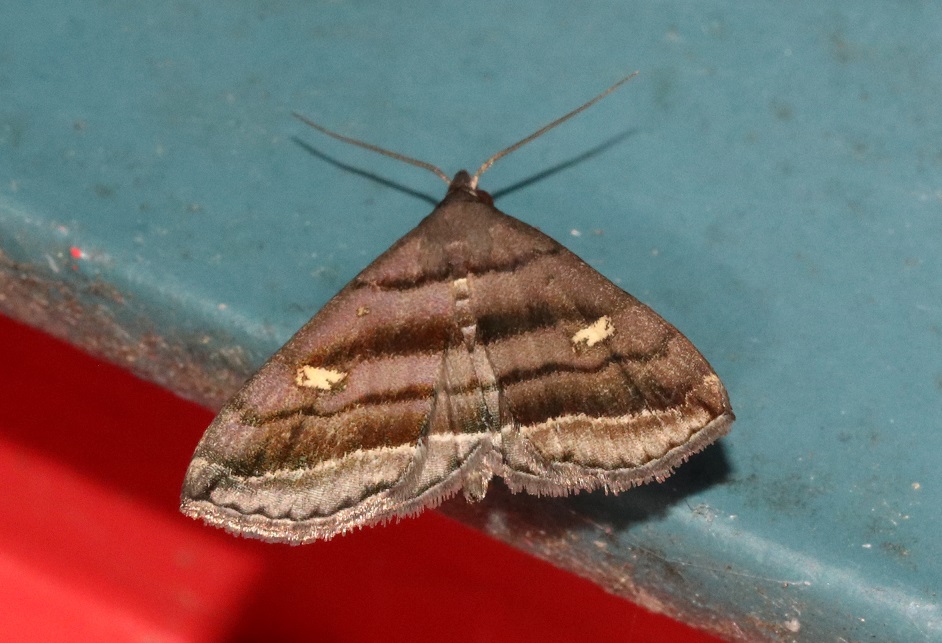 シロテンムラサキアツバ【No.1931】　Paracolax pryeri