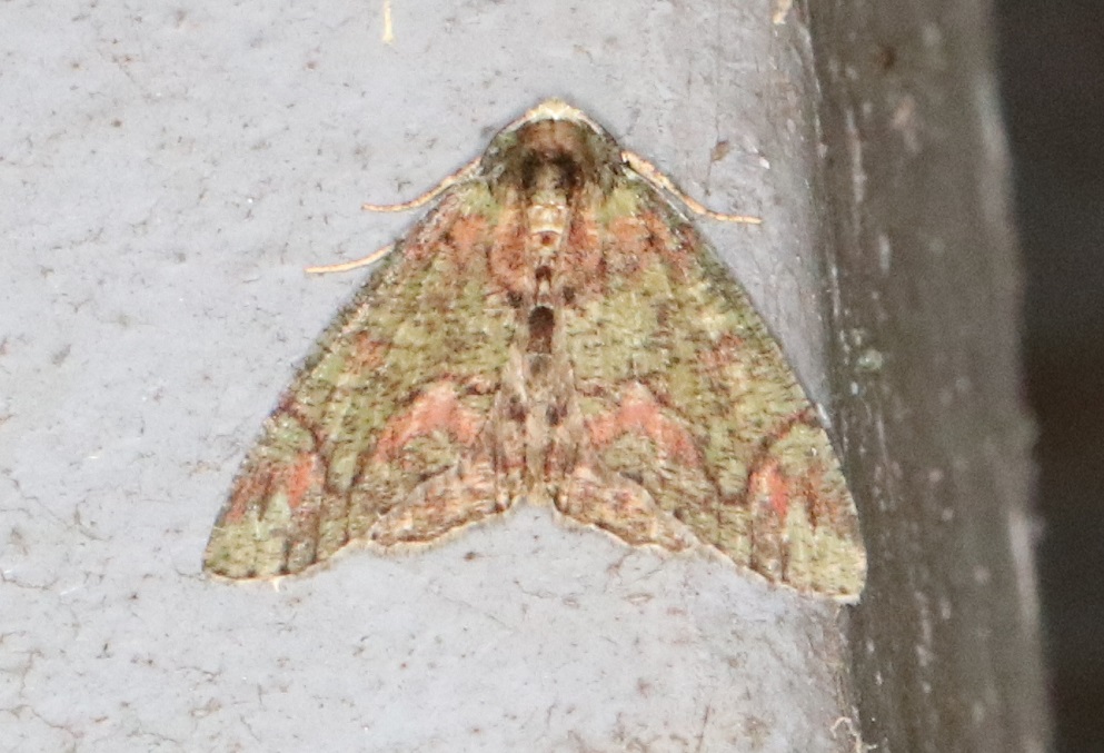 ウスアオシャク【No.1936】　Dindica virescens