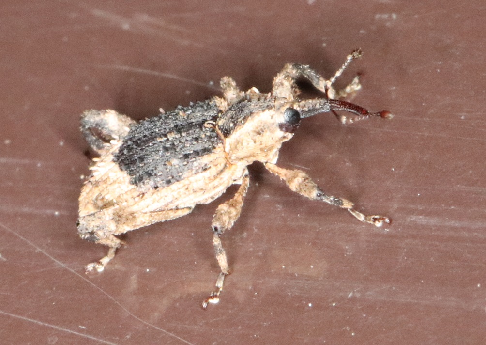 ウスモンカレキゾウムシ【No.1938】　Acicnemis palliata