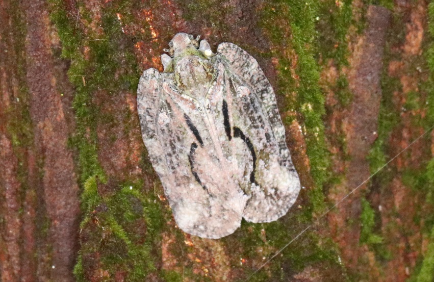 キノカワハゴロモ【No.1953】　Atracis formosana