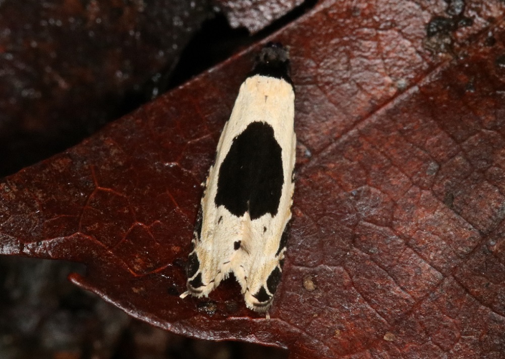 アトモンヒロズコガ【No.1957】　Morophaga bucephala