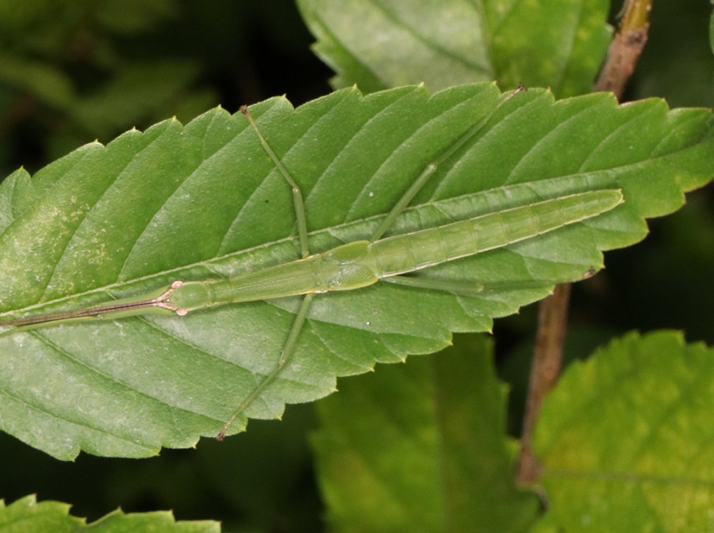 ニホントビナナフシ【No.1961】　Micadina phluctaenoides