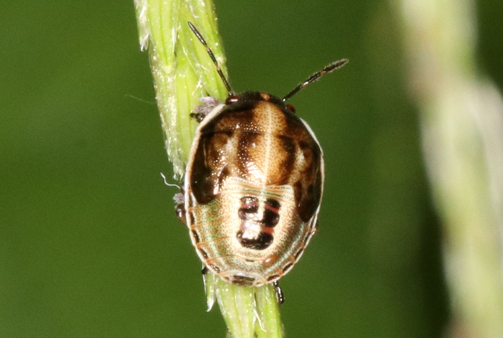 シラホシカメムシ【No.1963】　Eysarcoris ventralis