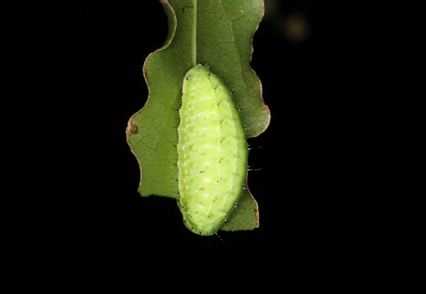 ウスムラサキイラガ【No.1964】　Austrapoda hepatica