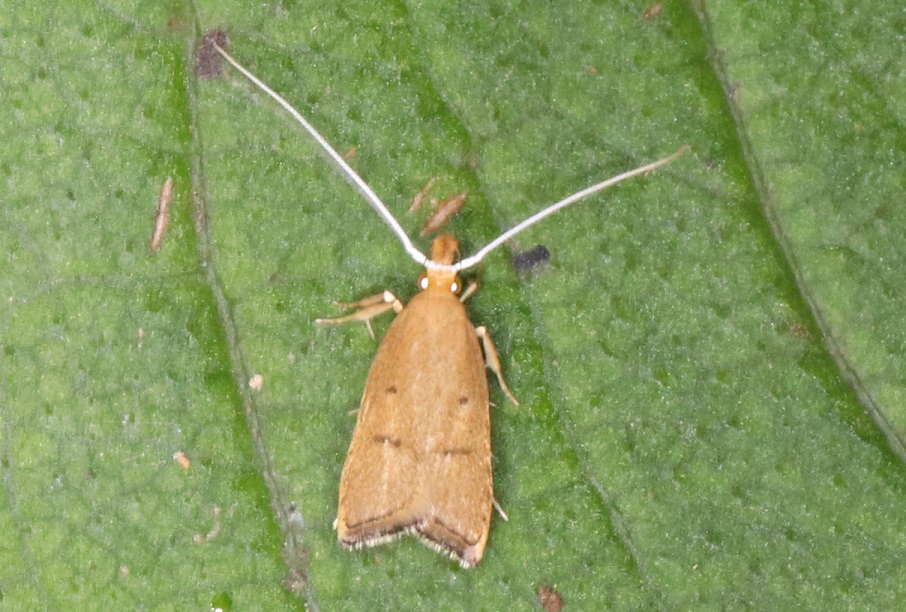 カクバネヒゲナガキバガ【No.1966】　Lecitholaxa thiodora