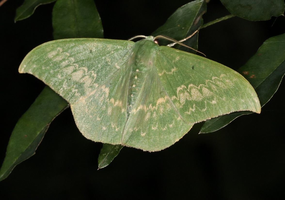 カギバアオシャク【No.1968】　Tanaorhinus reciprocata confuciaria