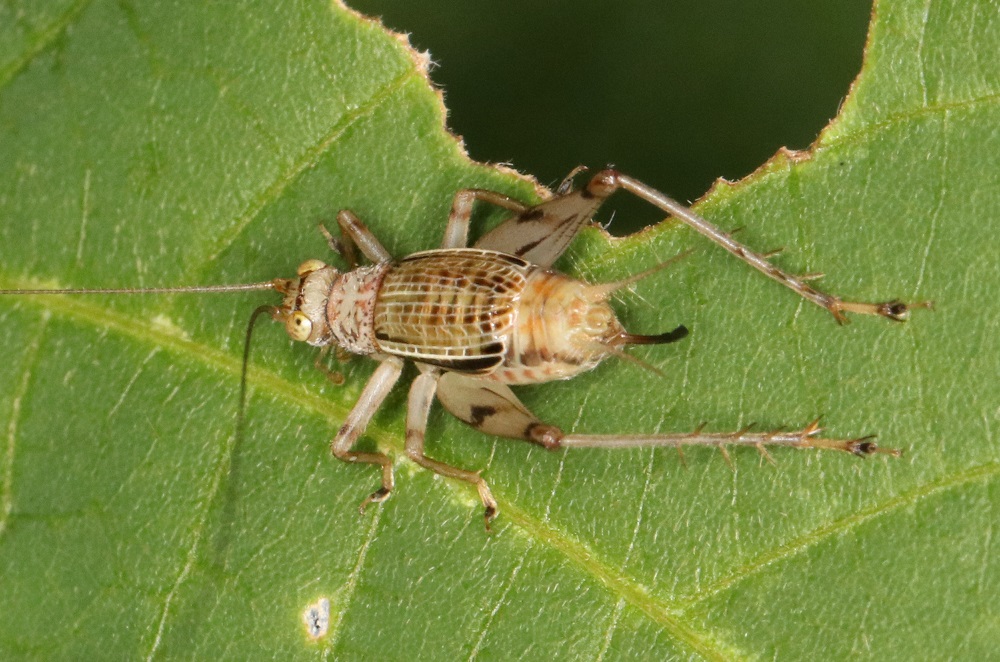 クサヒバリ【No.1969】　Svistella bifasciata