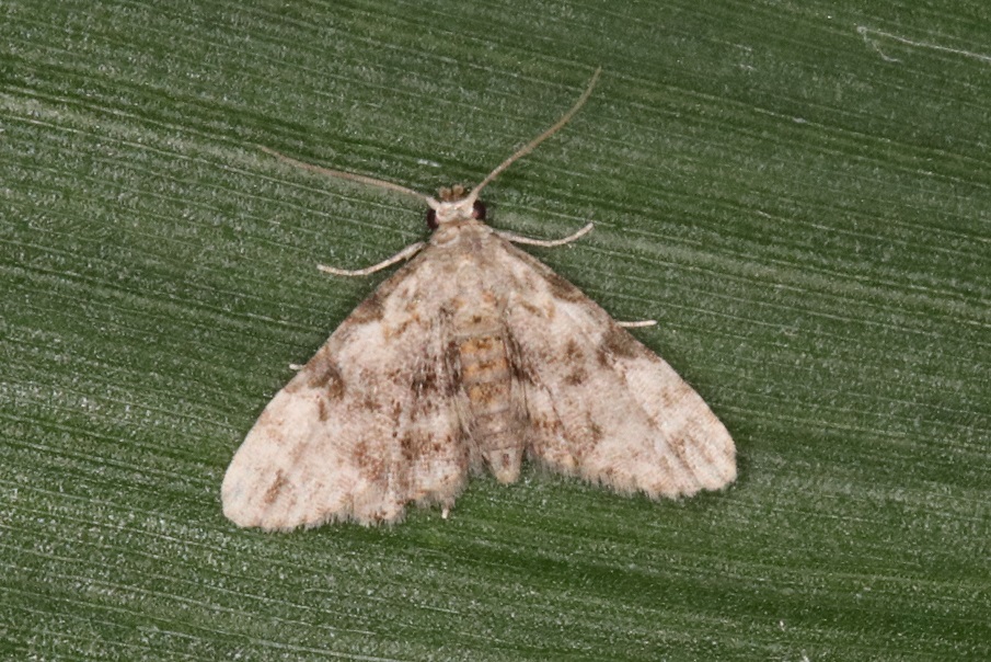 クロモンホソコヤガ【No.1973】　Araeopteron kurokoi