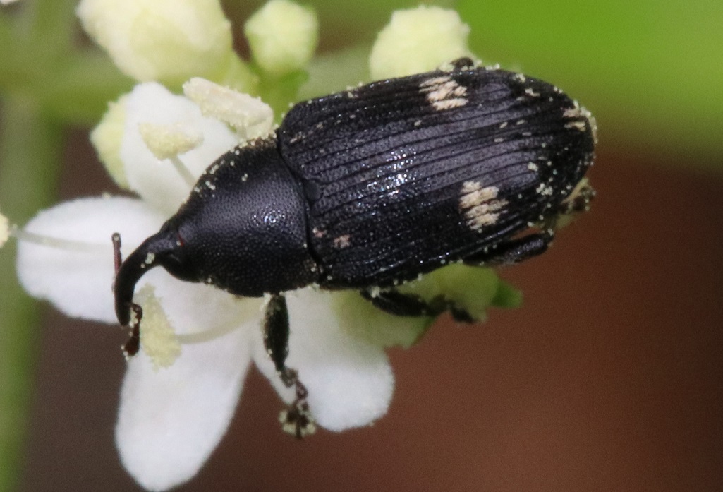 シラホシヒメゾウムシ【No.1979】　Anthinobaris dispilota