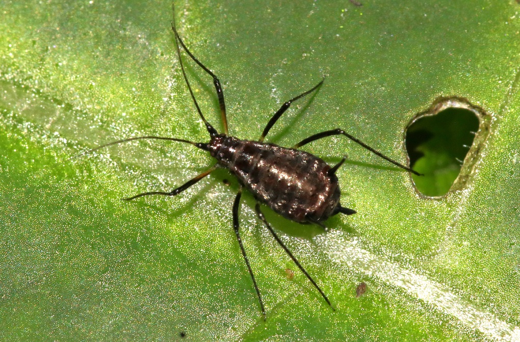 アザミオオヒゲナガアブラムシ【No.1981】　Uroleucon giganteum