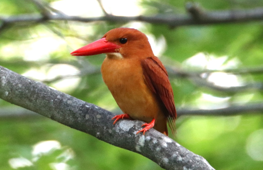 アカショウビン【No.3271】　Halcyon coromanda