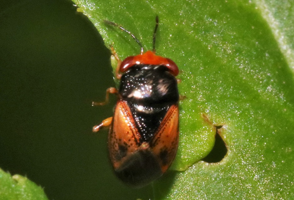 オオメナガカメムシ【No.1983】