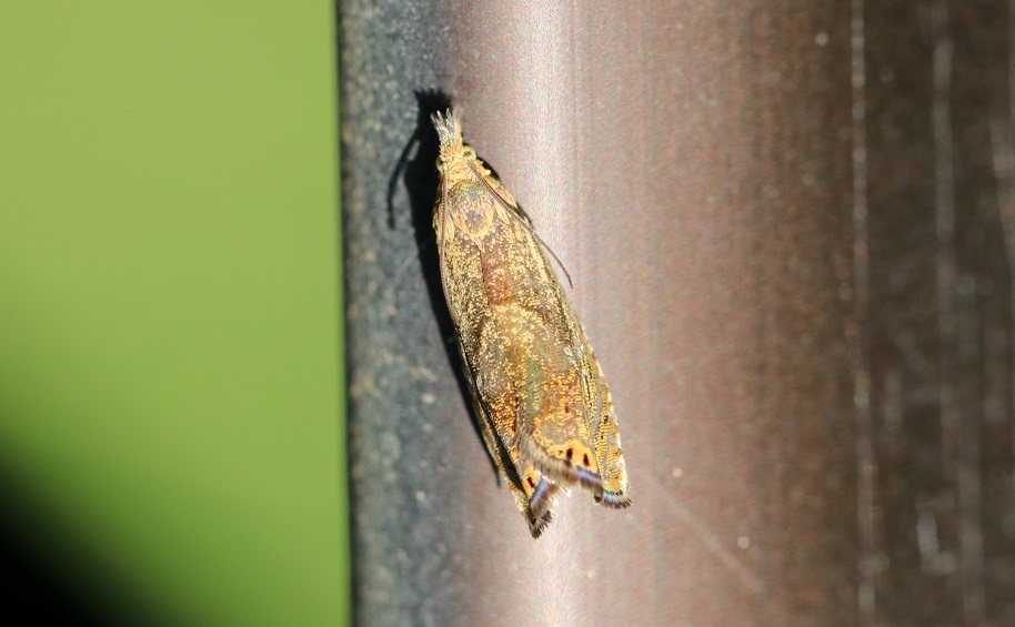 ムモンヘリホシヒメハマキ【No.1988】