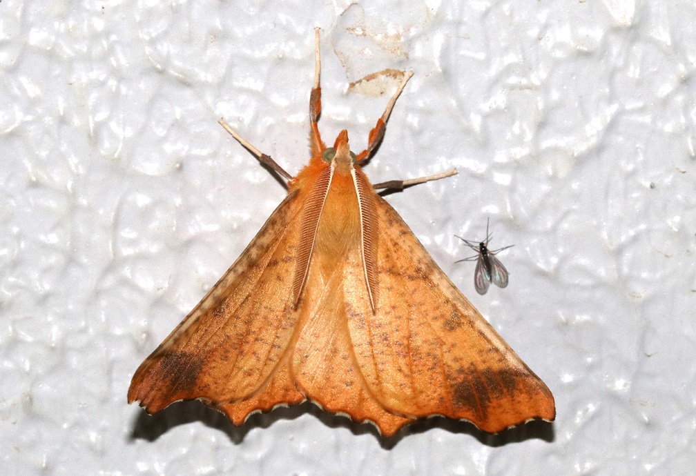 キリバエダシャク【No.1990】