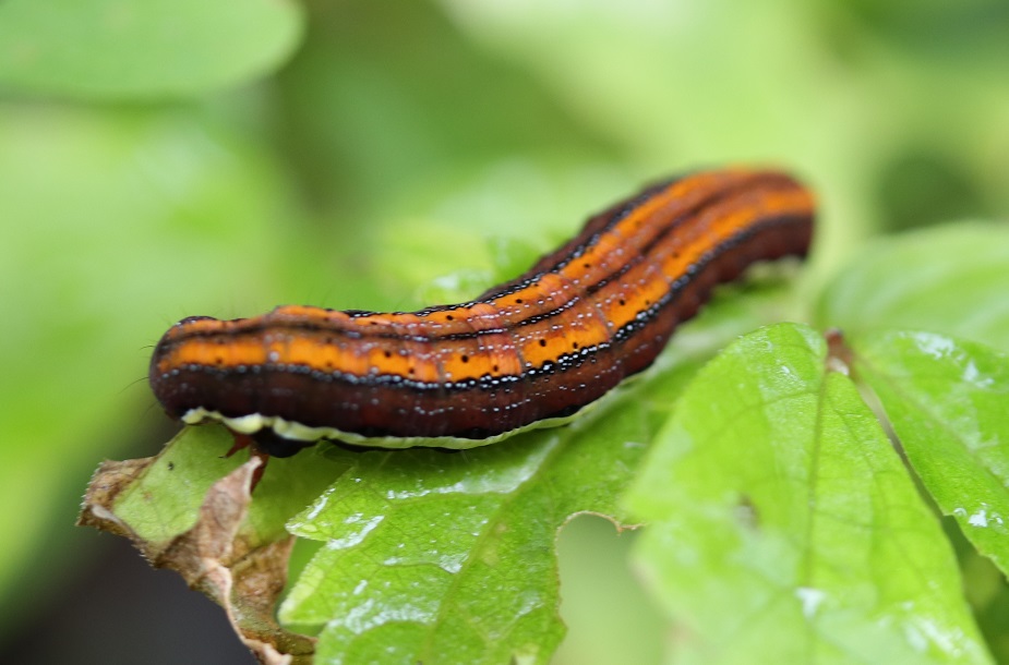 シロシタヨトウ【No.1997】