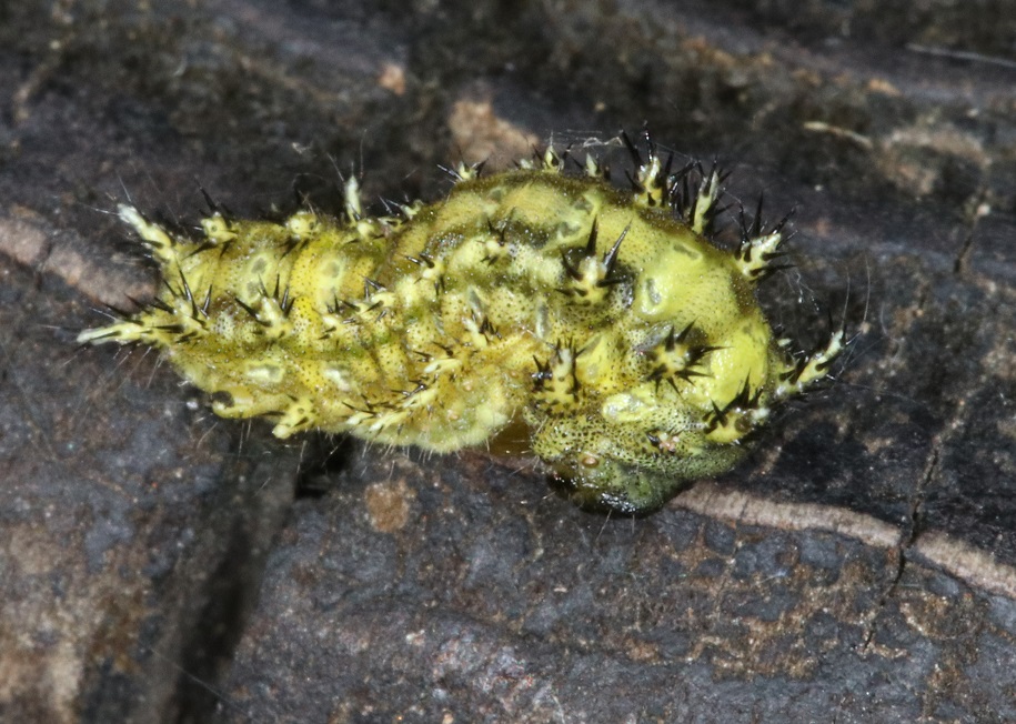 ヒメクロイラガ【No.1999】