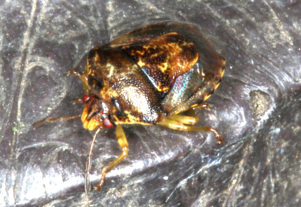 ミヤマカメムシ【No.2003】