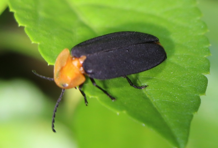 ミヤコマドボタル【No.2009】