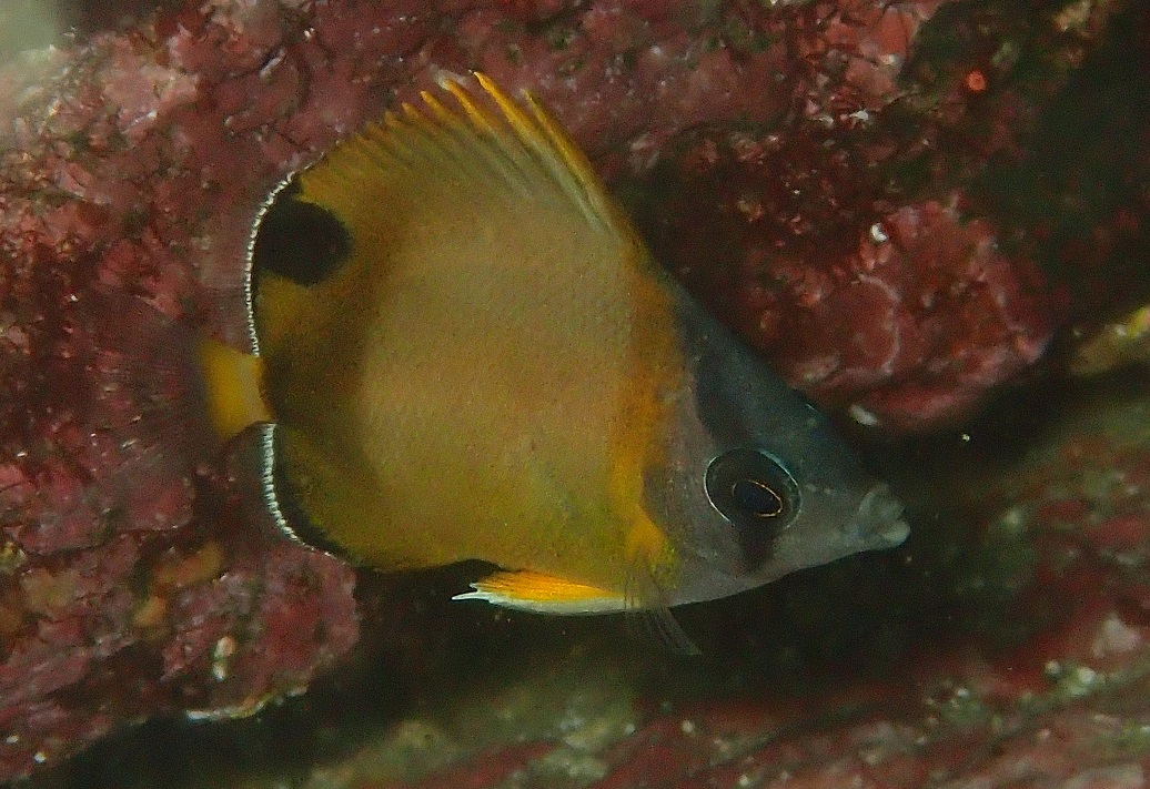 シラコダイ【No.2322】