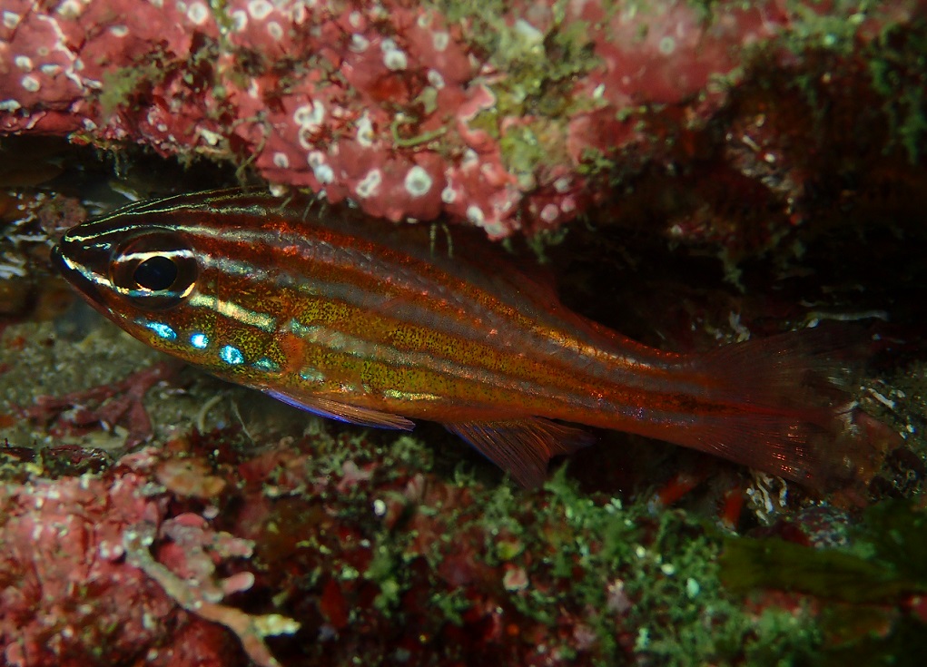 スジオテンジクダイ【No.2323】