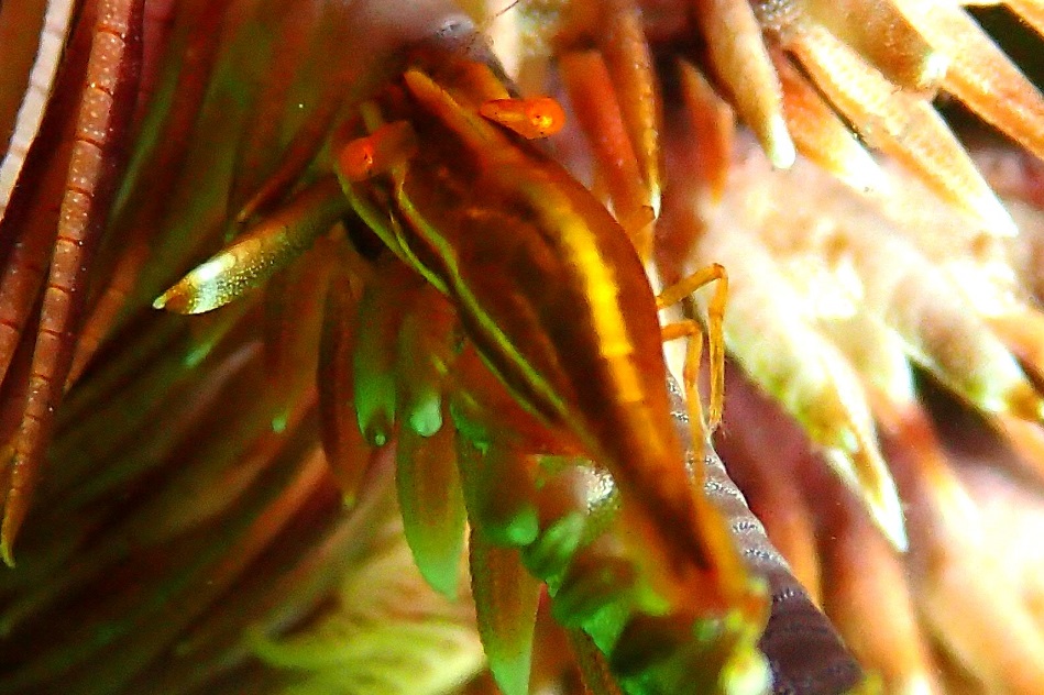 ウミシダカクレエビ【No.2325】