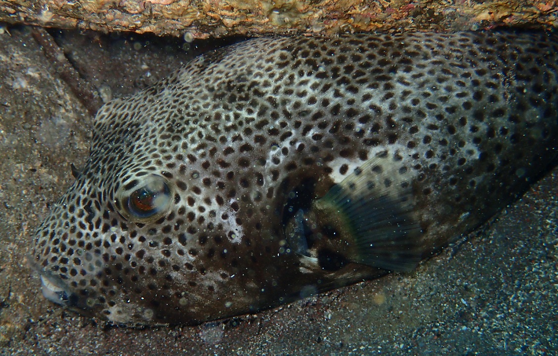 モヨウフグ【No.2335】