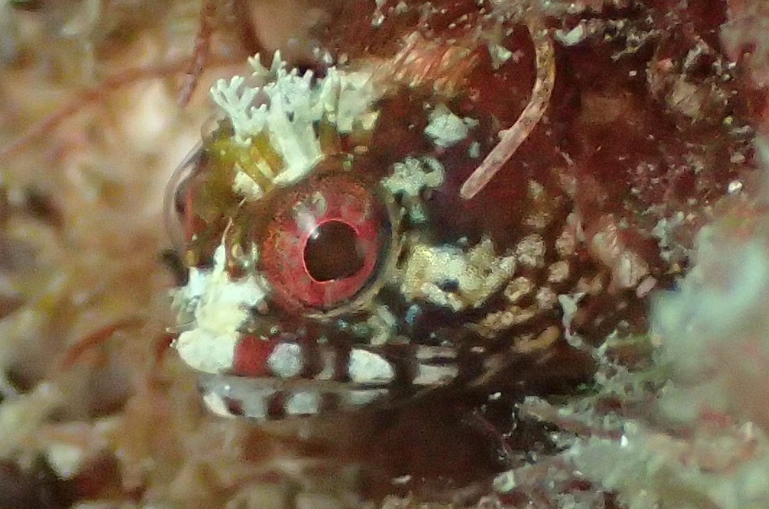 トウシマコケギンポ【No.2337】