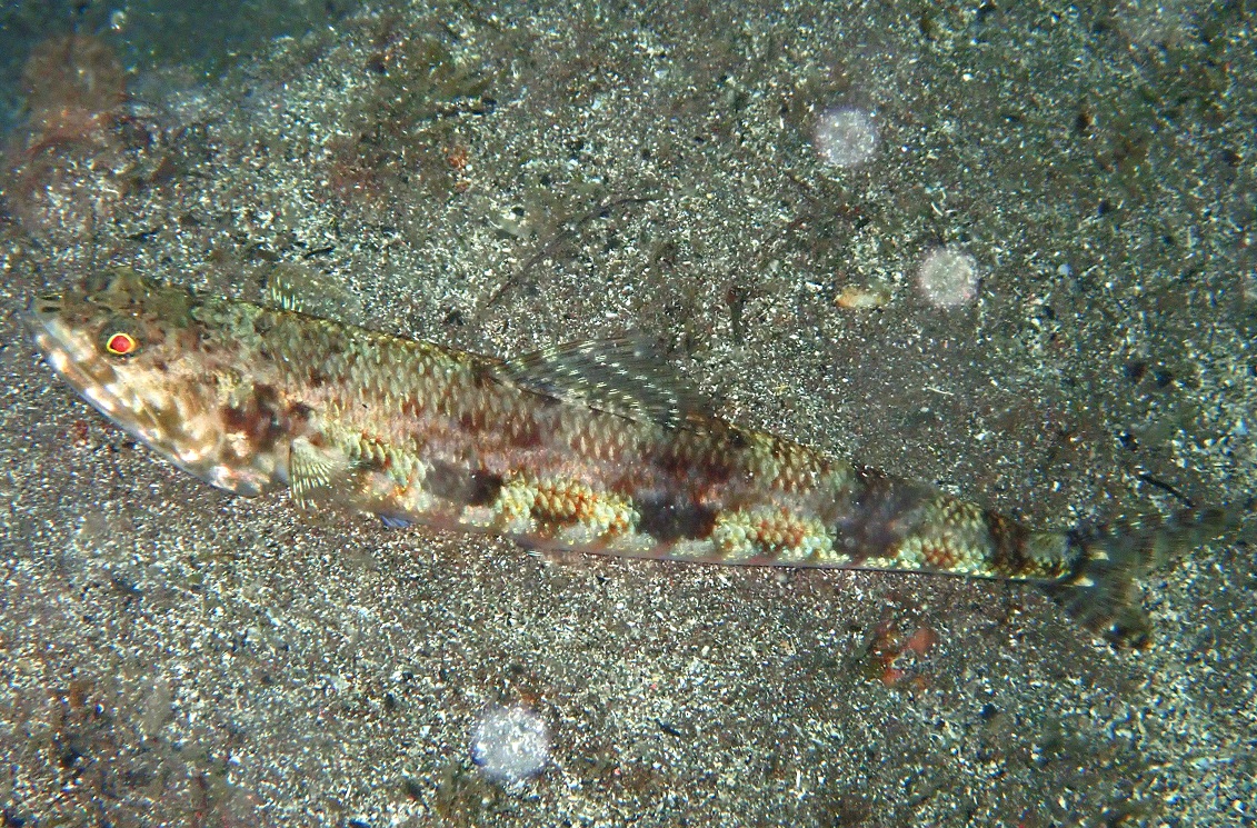 アカエソ【No.2338】