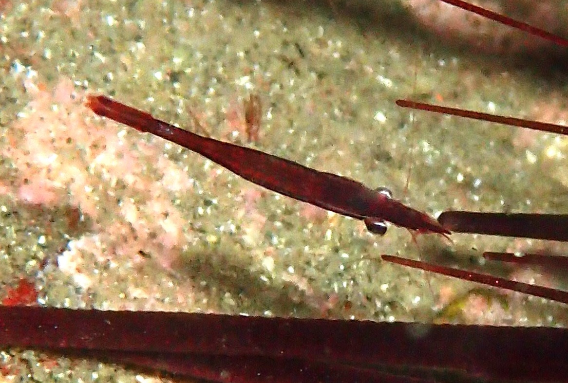 ガンガゼカクレエビ【No.2340】