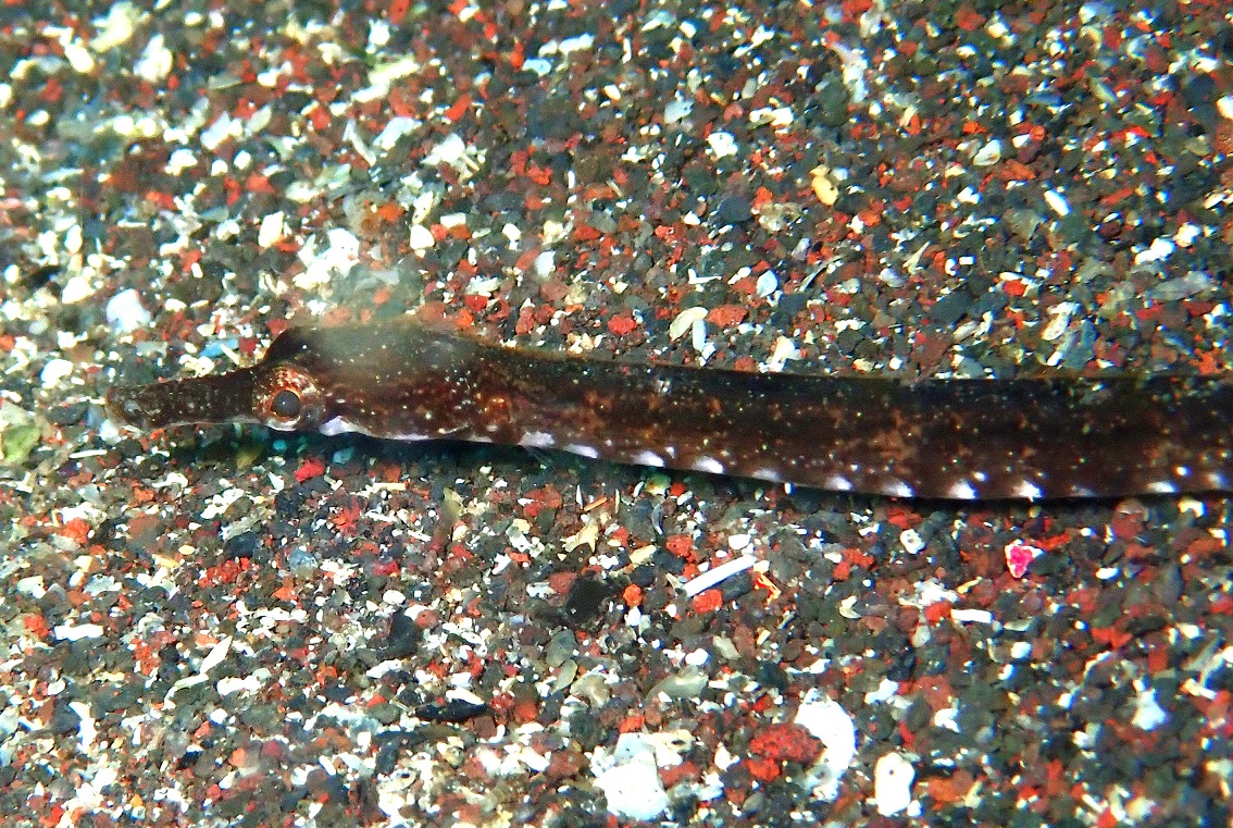 ヒフキヨウジ【No.2355】