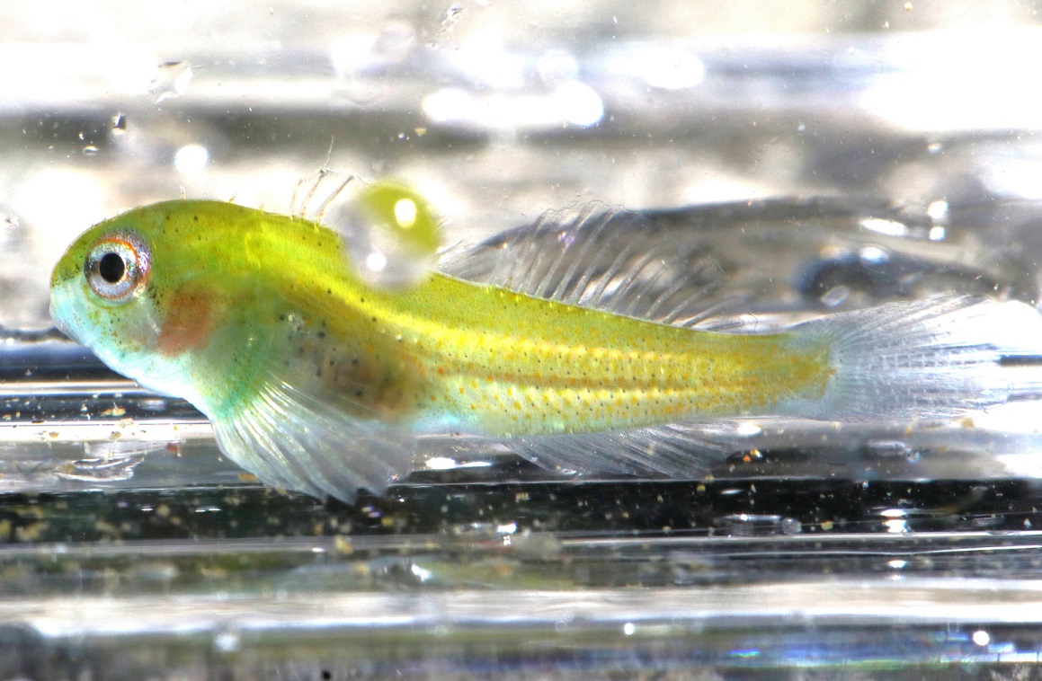 イダテンカジカ【No.2370】