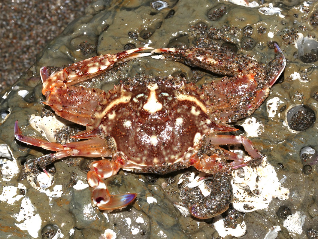 イボガザミ【No.2527】